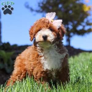 Hazel, Miniature Poodle Puppy
